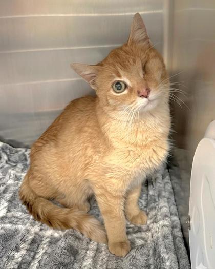 Enlarge Puffy, a Adoptable mixed breed in Westland, MI image 2/3