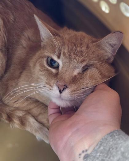 Enlarge Puffy, a Adoptable mixed breed in Westland, MI image 3/3