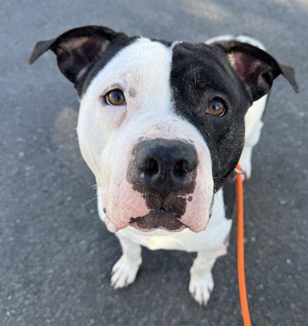 Enlarge HUMPHREY, a Adoptable Pit Bull Terrier in Kent, WA image 1/1