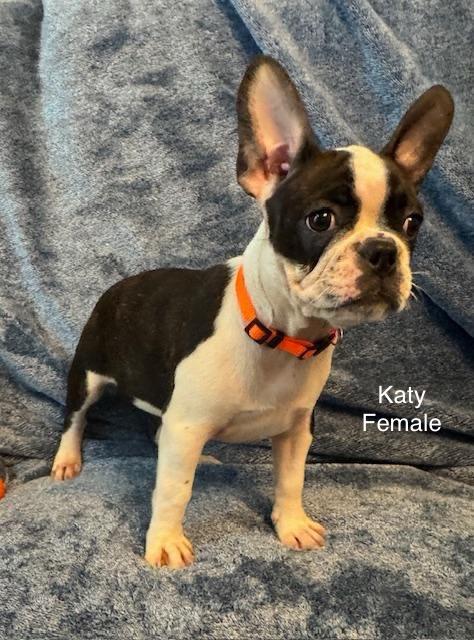 Katy the Frenchton Puppy, adoptable, Puppy Female French Bulldog & Boston Terrier.