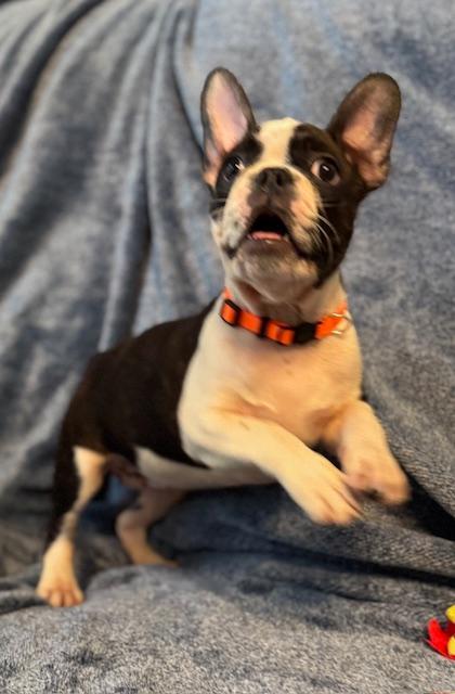 Katy the Frenchton Puppy, an adoptable mixed breed in Muskego, WI image 2/4