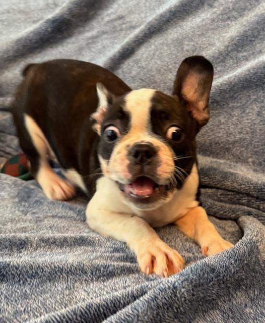 Katy the Frenchton Puppy, an adoptable mixed breed in Muskego, WI image 3/4