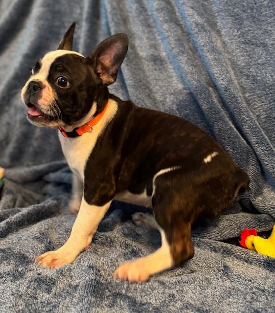Katy the Frenchton Puppy, an adoptable mixed breed in Muskego, WI image 4/4