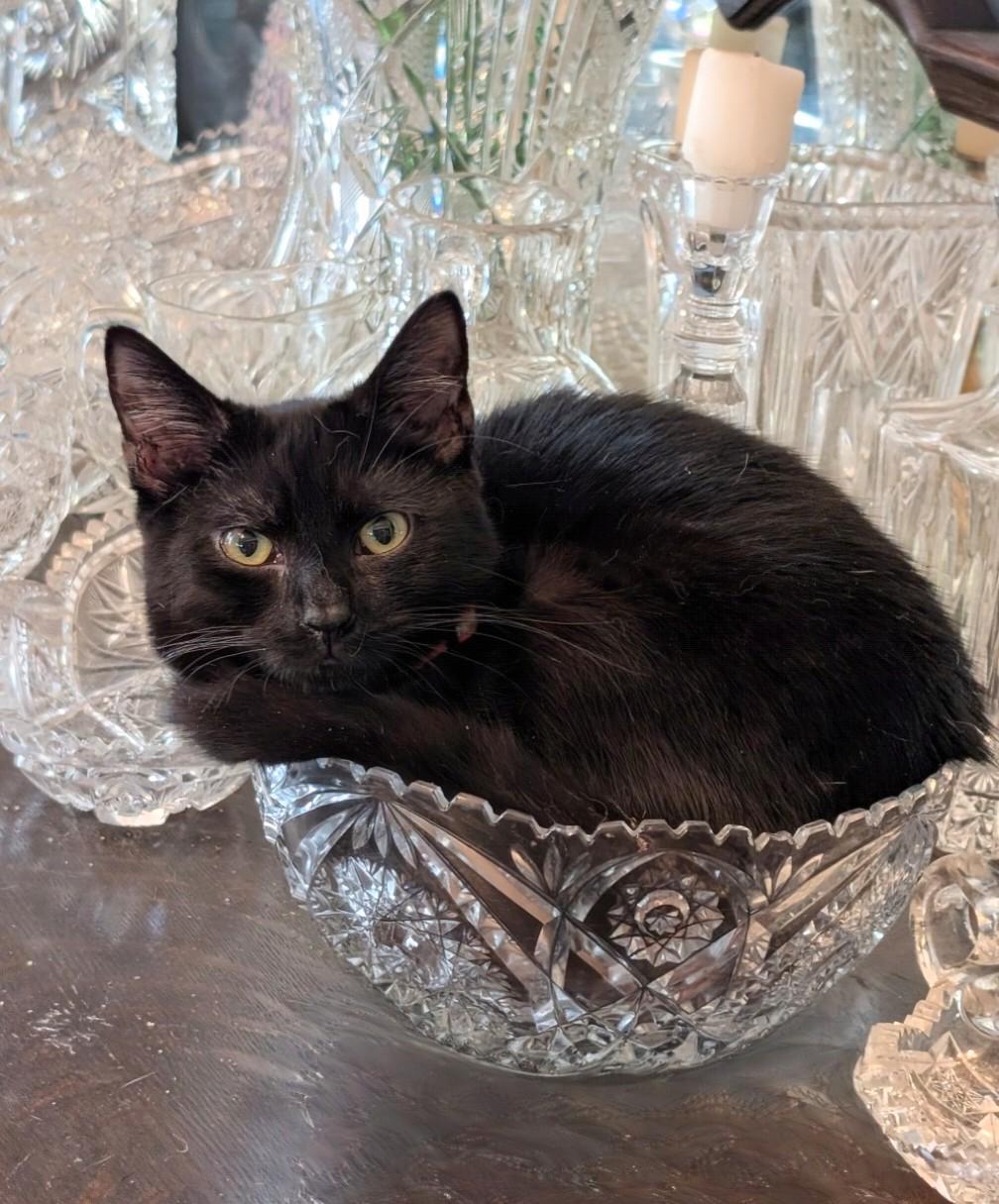 Smudge, adoptable, Young Male Domestic Short Hair.