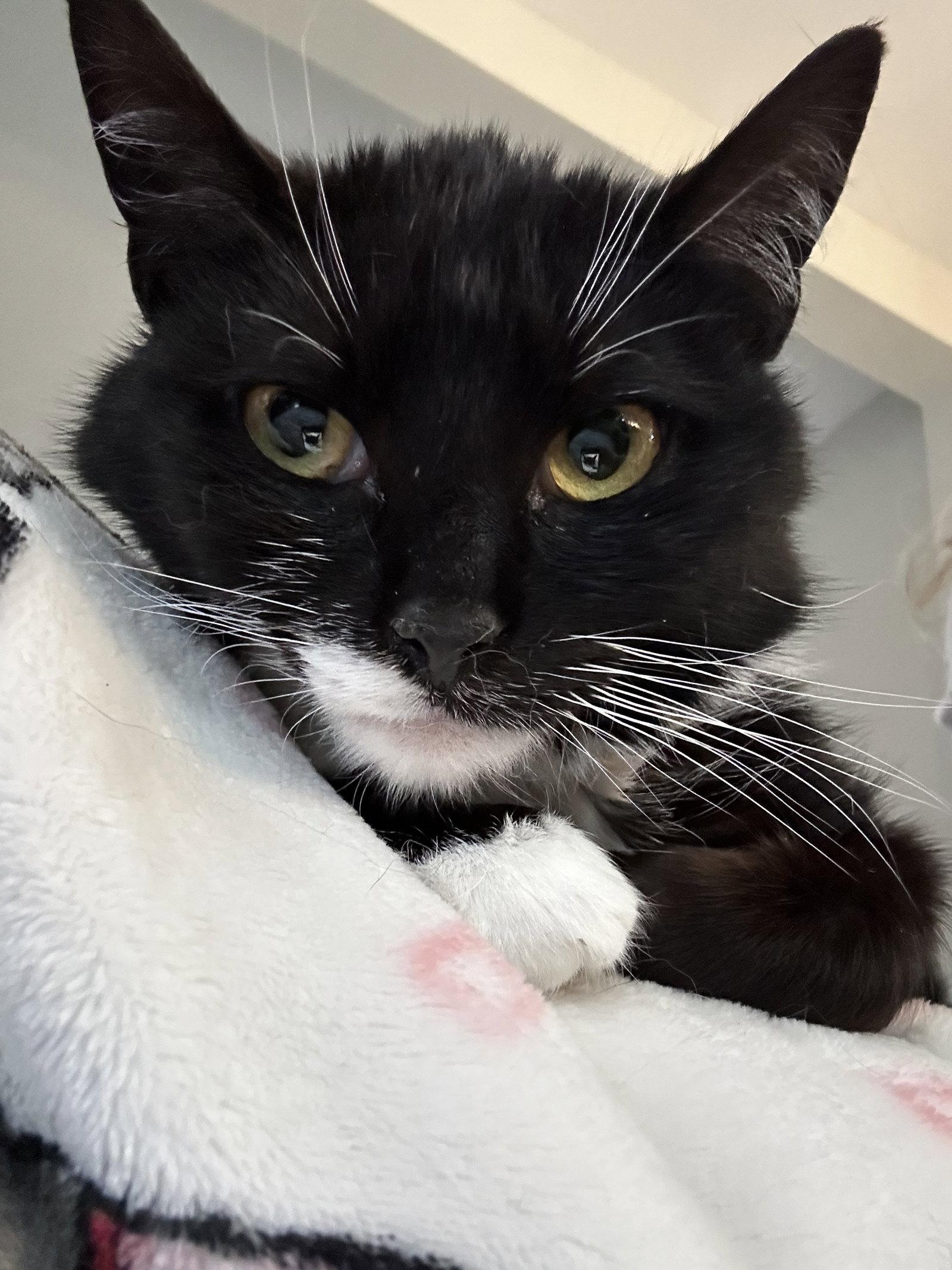 Bibi, a Adoptable Domestic Short Hair in Naugatuck, CT image 1/3