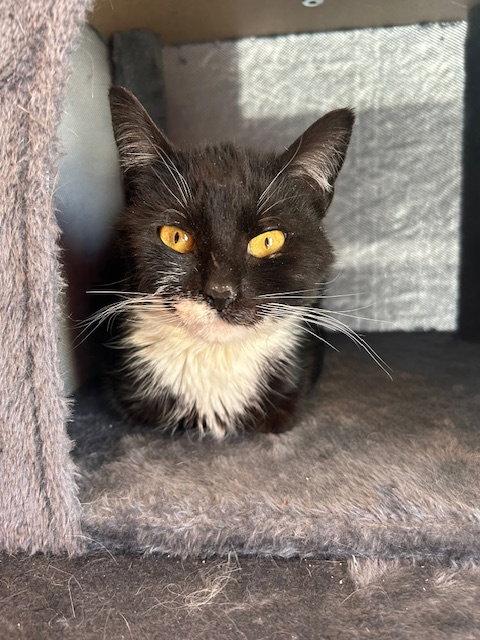 Bibi, a Adoptable Domestic Short Hair in Naugatuck, CT image 2/3