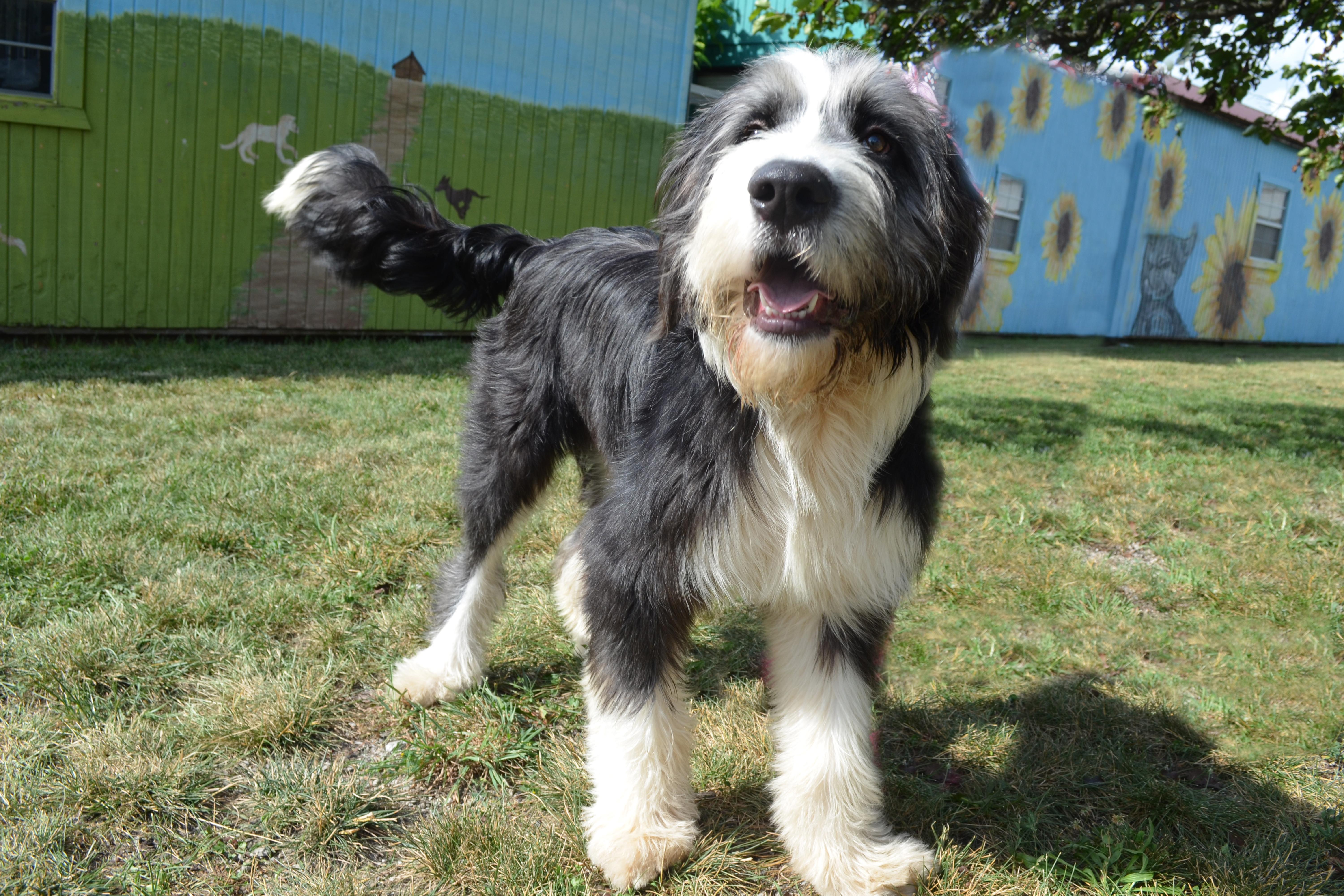 Sammy, an adoptable Sheepadoodle in Lexington, KY, 40508 | Photo Image 5
