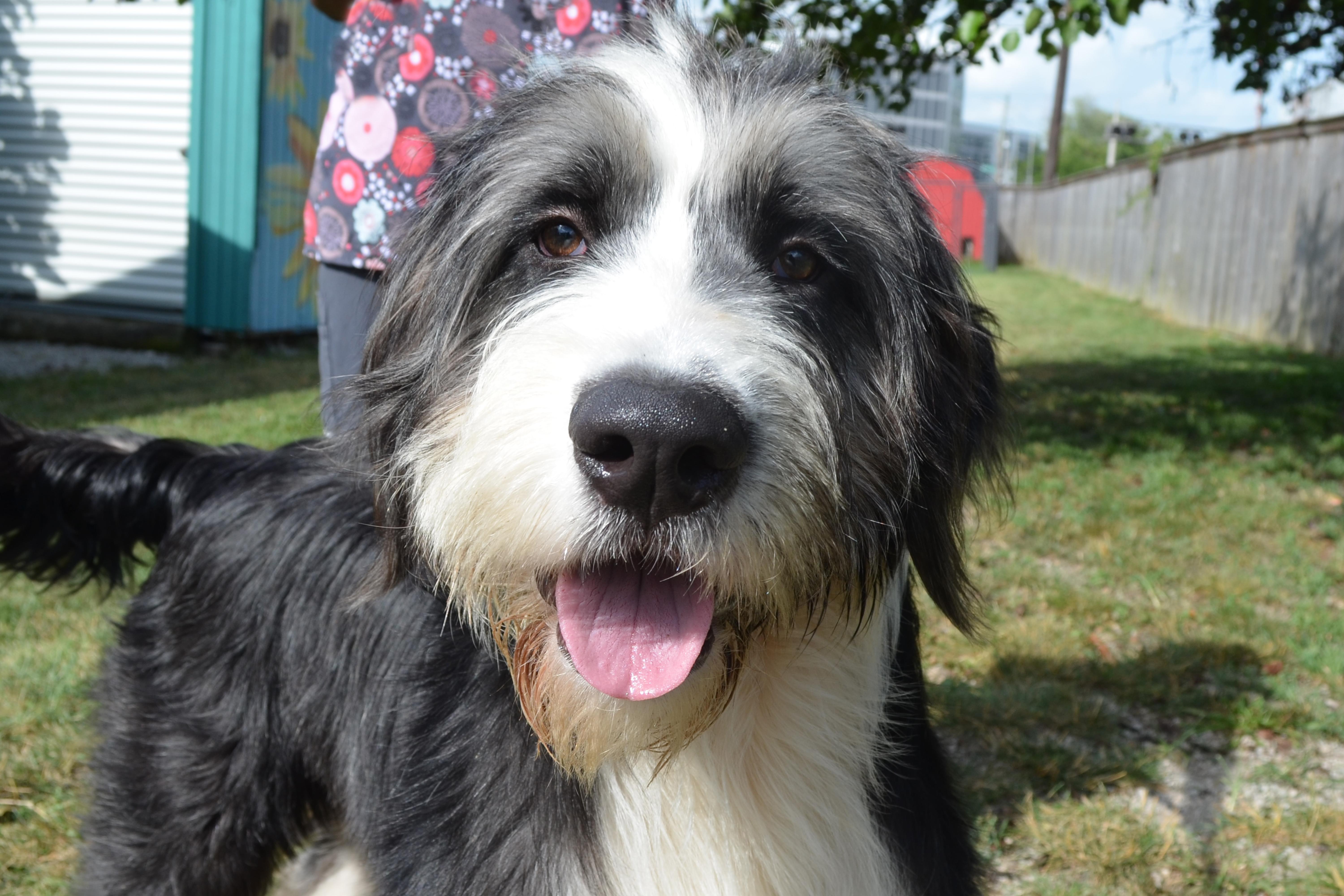 Sammy, an adoptable Sheepadoodle in Lexington, KY, 40508 | Photo Image 1