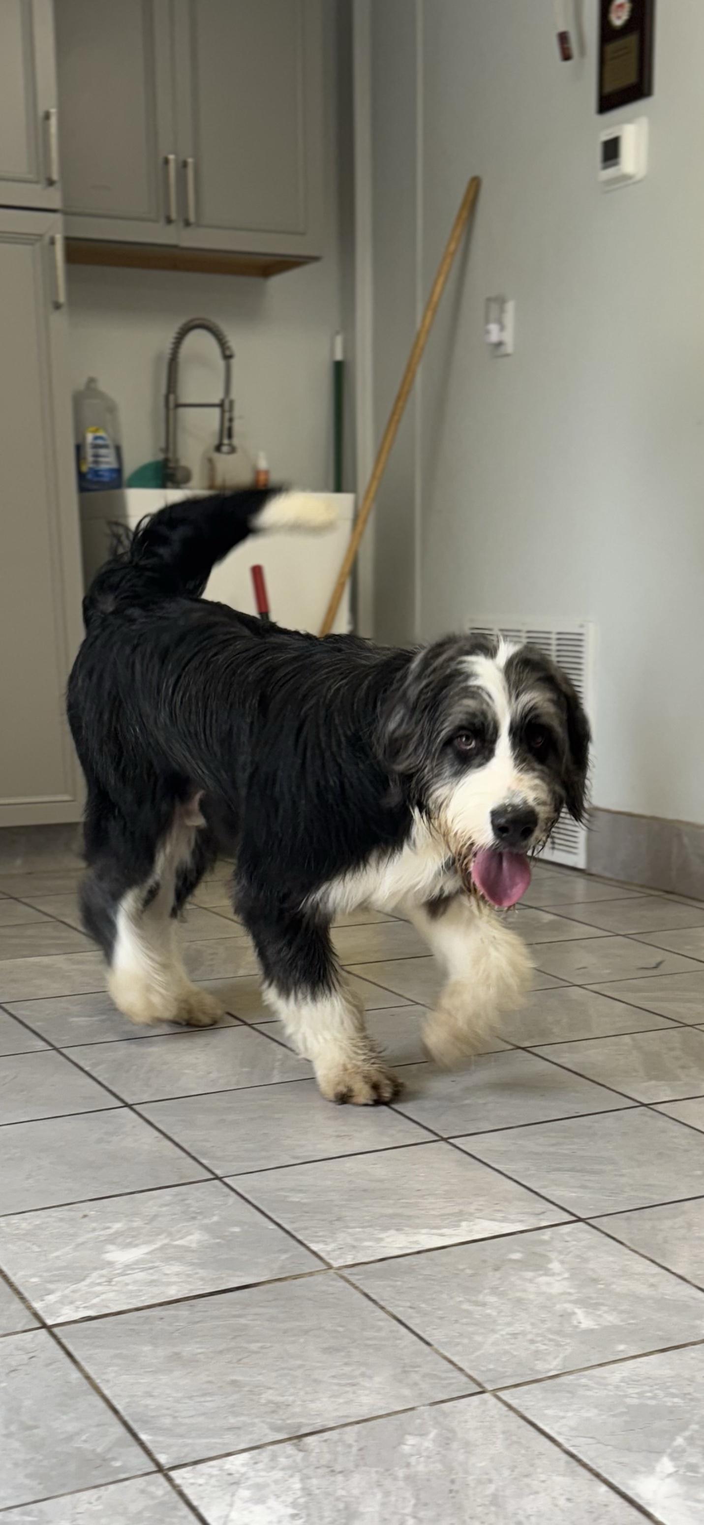 Sammy, an adoptable Sheepadoodle in Lexington, KY, 40508 | Photo Image 3