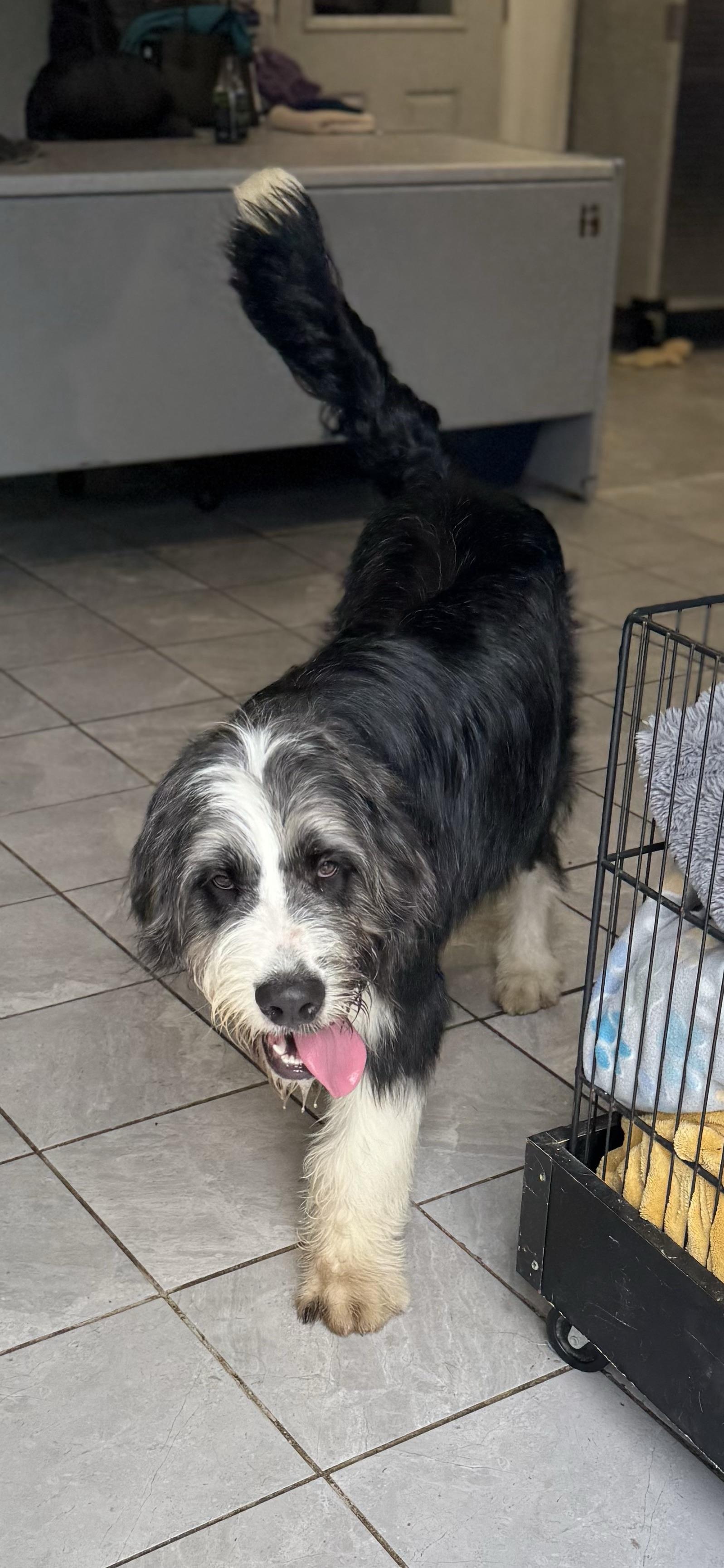 Sammy, an adoptable Sheepadoodle in Lexington, KY, 40508 | Photo Image 4