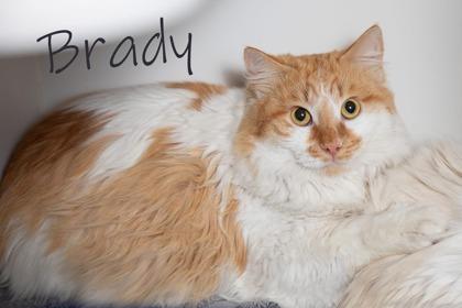 Enlarge Brady, a Adoptable mixed breed in Scottsdale, AZ image 1/1