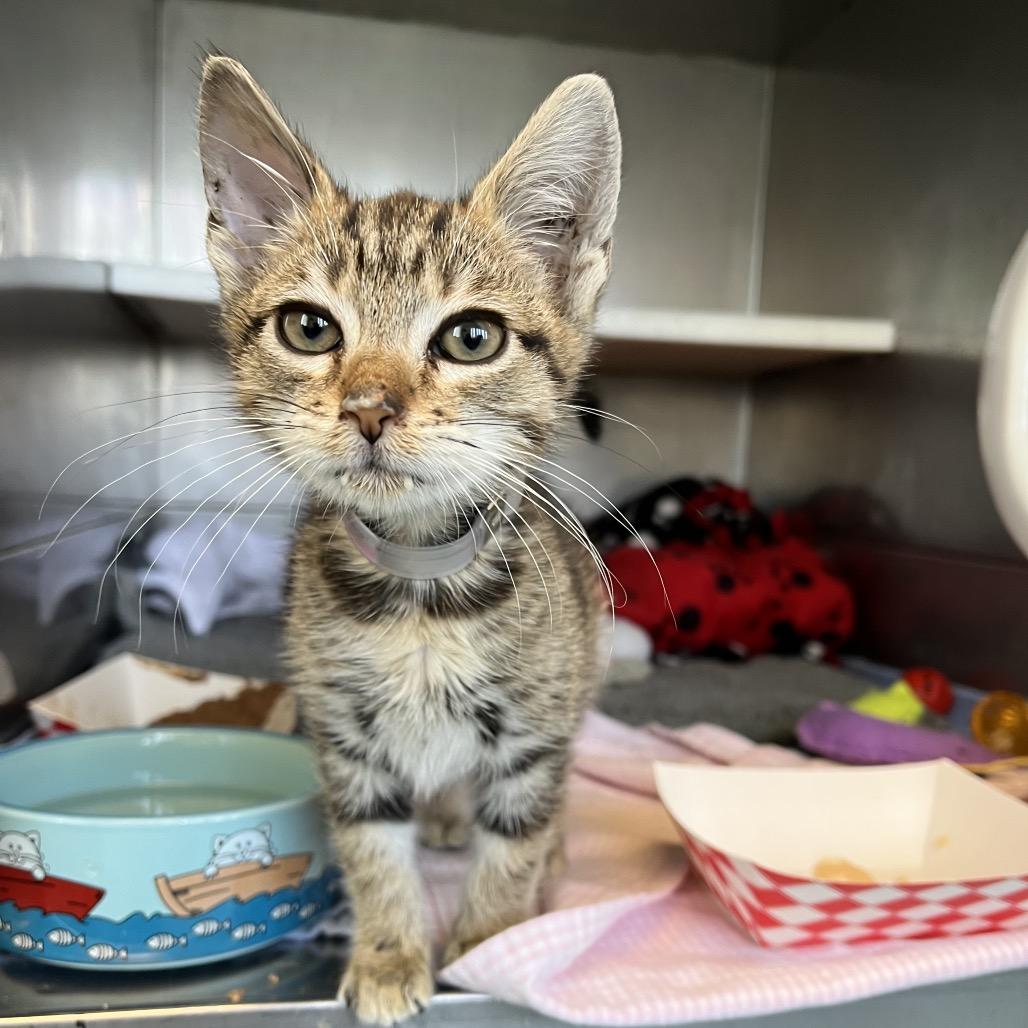 Allie Cat, a Adoptable Domestic Short Hair in Hawthorne, CA image 1/4