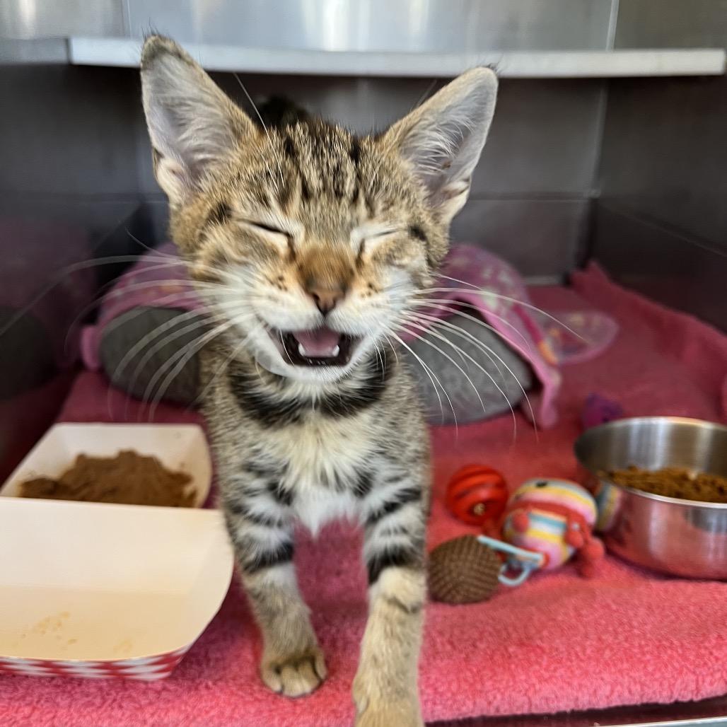 Allie Cat, a Adoptable Domestic Short Hair in Hawthorne, CA image 2/4