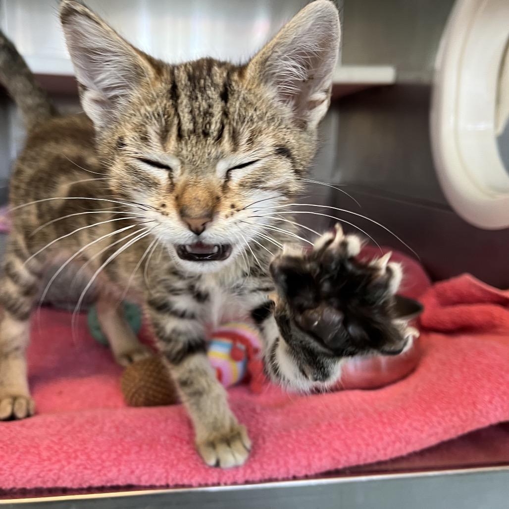 Allie Cat, a Adoptable Domestic Short Hair in Hawthorne, CA image 3/4