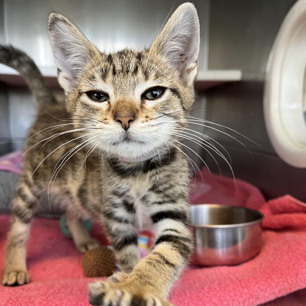 Allie Cat, a Adoptable Domestic Short Hair in Hawthorne, CA image 4/4