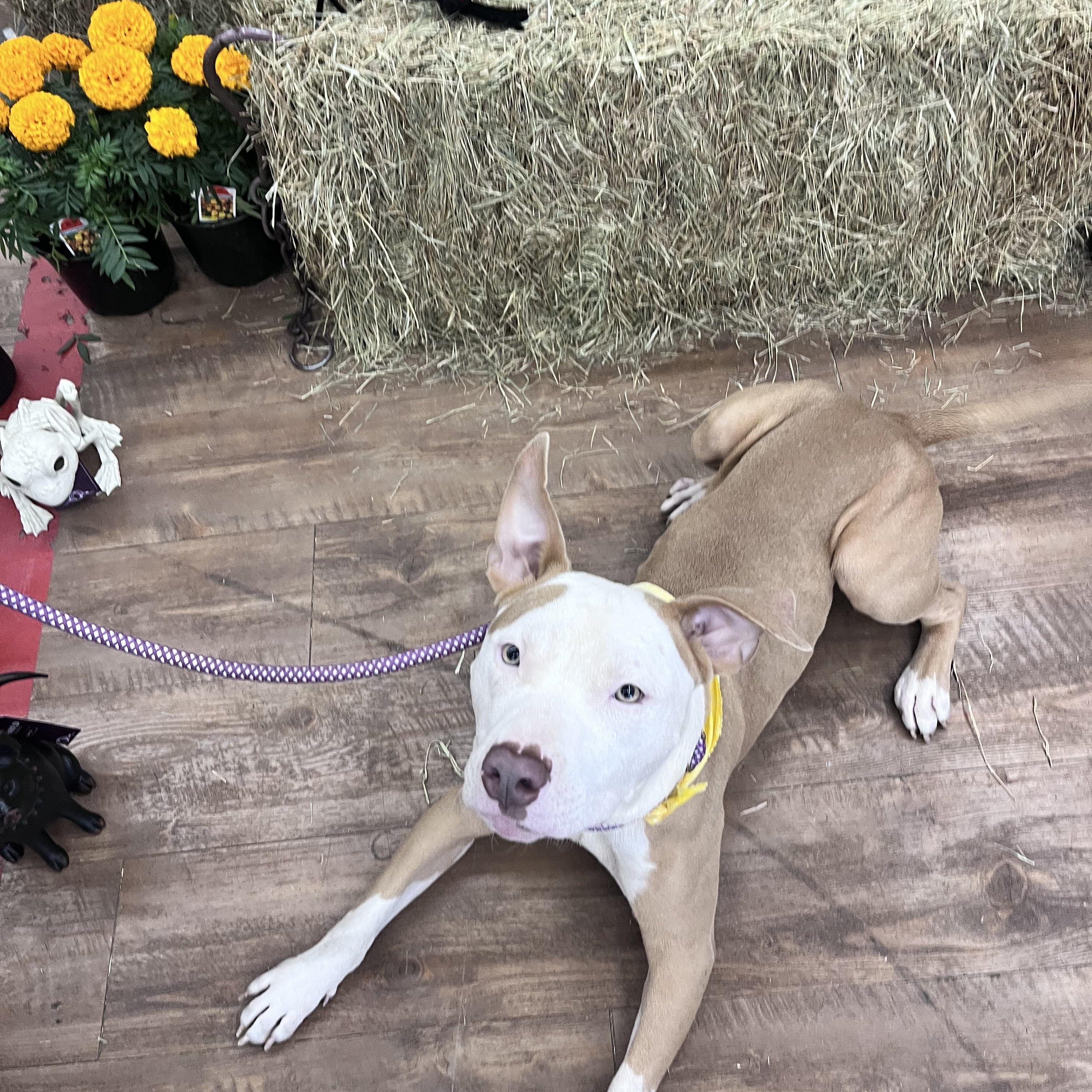 COSMO (Smart, Friendly, Happy, Loving, Energetic, Sweet, Good with Dogs/Kids) See New Picture — thumbnail 5