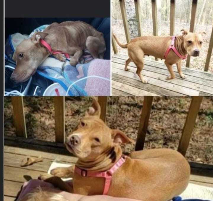 Ava, a Adoptable mixed breed in East Dundee , IL image 2/4