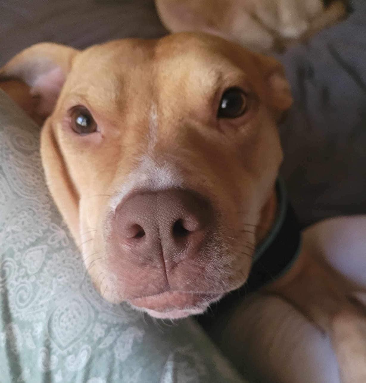 Ava, a Adoptable mixed breed in East Dundee , IL image 1/4