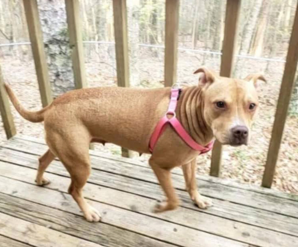 Ava, a Adoptable mixed breed in East Dundee , IL image 3/4