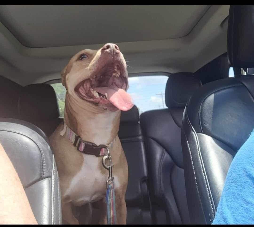 Ava, a Adoptable mixed breed in East Dundee , IL image 4/4