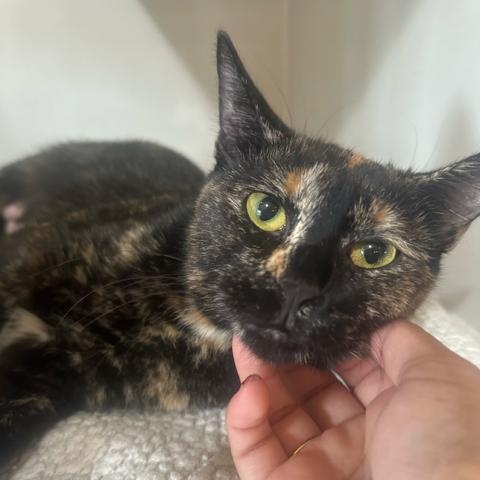 Mimi, a ADOPTABLE Domestic Short Hair in East Brunswick, NJ image 6/6