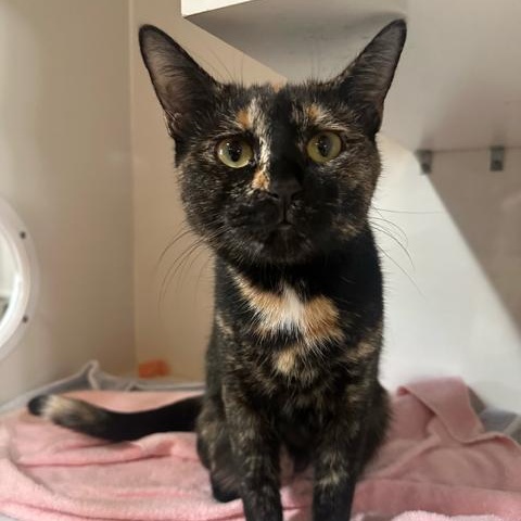 Mimi, a ADOPTABLE Domestic Short Hair in East Brunswick, NJ image 4/6