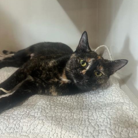 Mimi, a ADOPTABLE Domestic Short Hair in East Brunswick, NJ image 2/6
