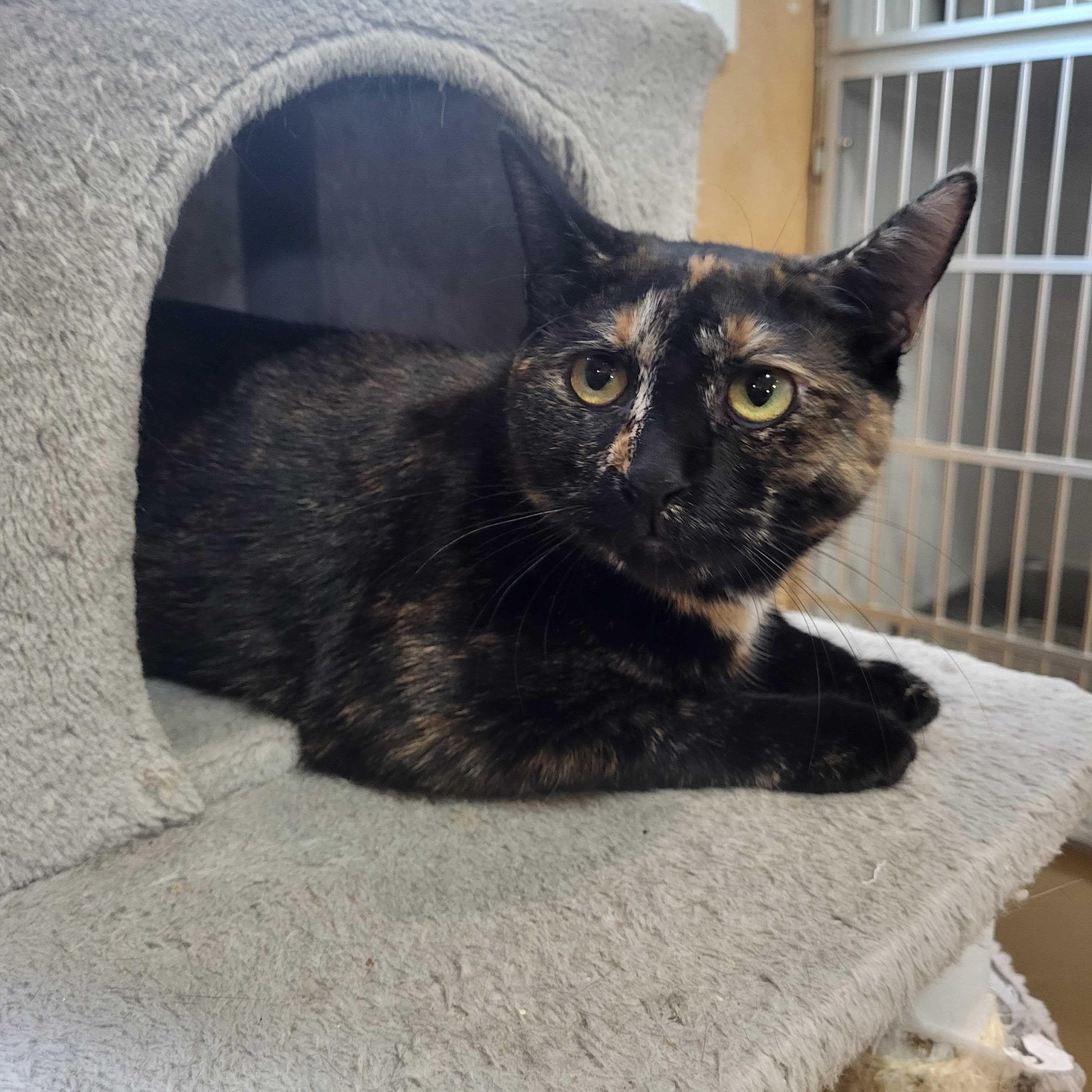 Mimi, a ADOPTABLE Domestic Short Hair in East Brunswick, NJ image 6/6