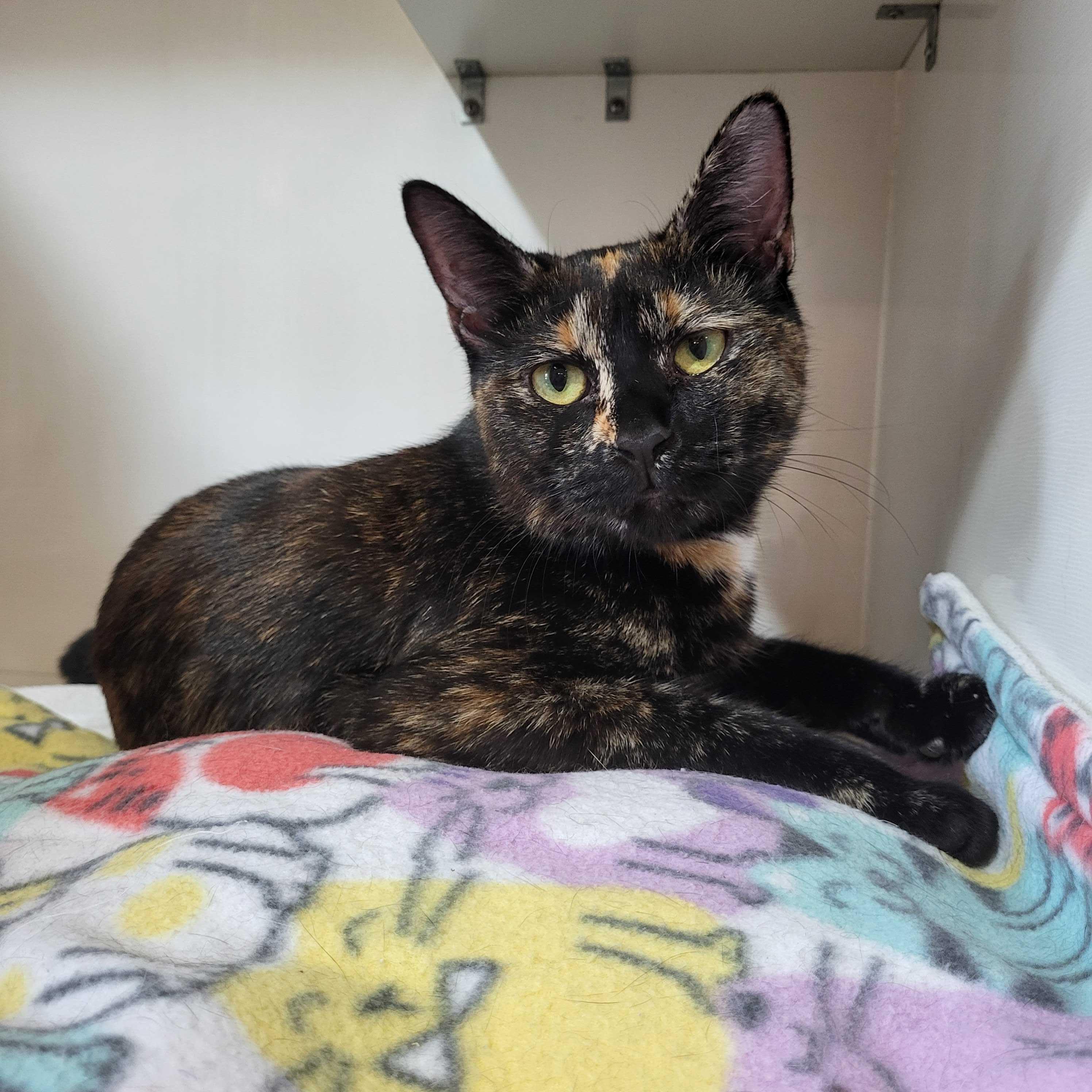 Mimi, a ADOPTABLE Domestic Short Hair in East Brunswick, NJ image 1/6