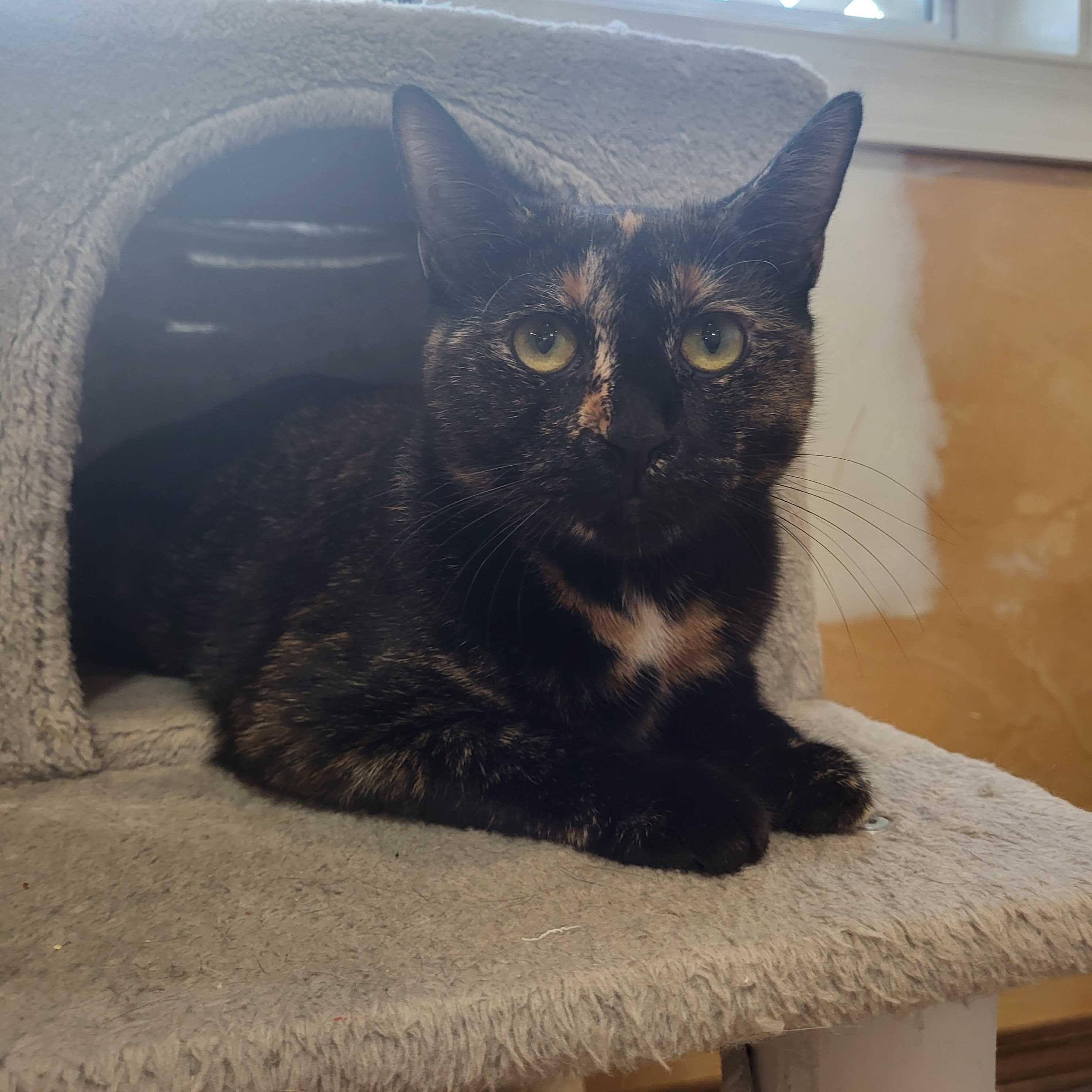Mimi, ADOPTABLE, Young Female Domestic Short Hair.