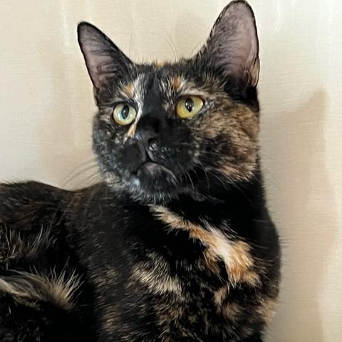Mimi, a ADOPTABLE Domestic Short Hair in East Brunswick, NJ image 5/6