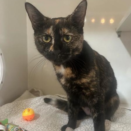 Mimi, a ADOPTABLE Domestic Short Hair in East Brunswick, NJ image 3/6