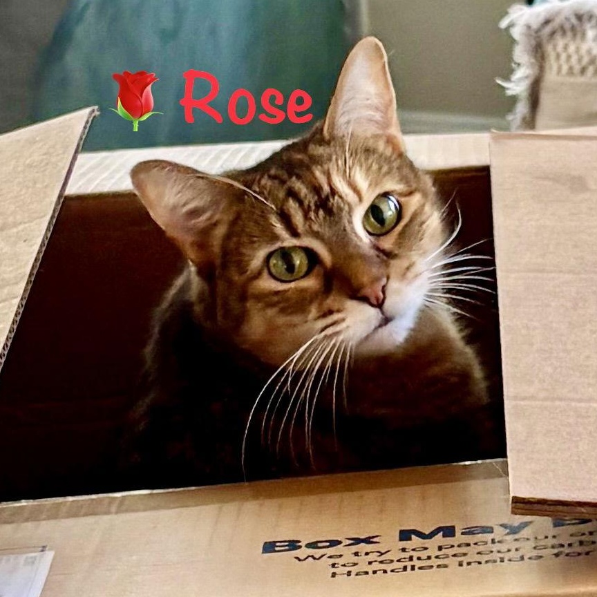 Rose, Adoptable, Adult Female Domestic Short Hair.