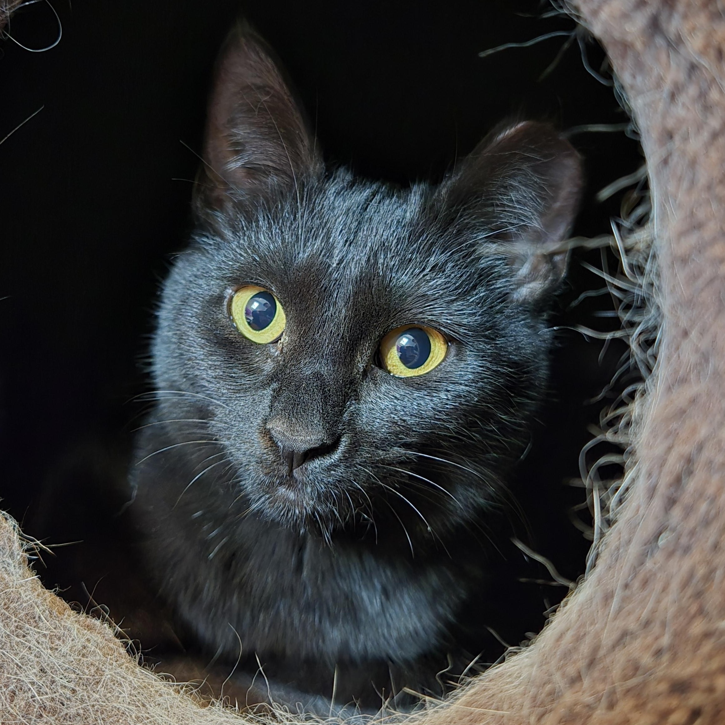 Enlarge Serrano, a ADOPTABLE mixed breed in Hyattsville, MD image 1/6