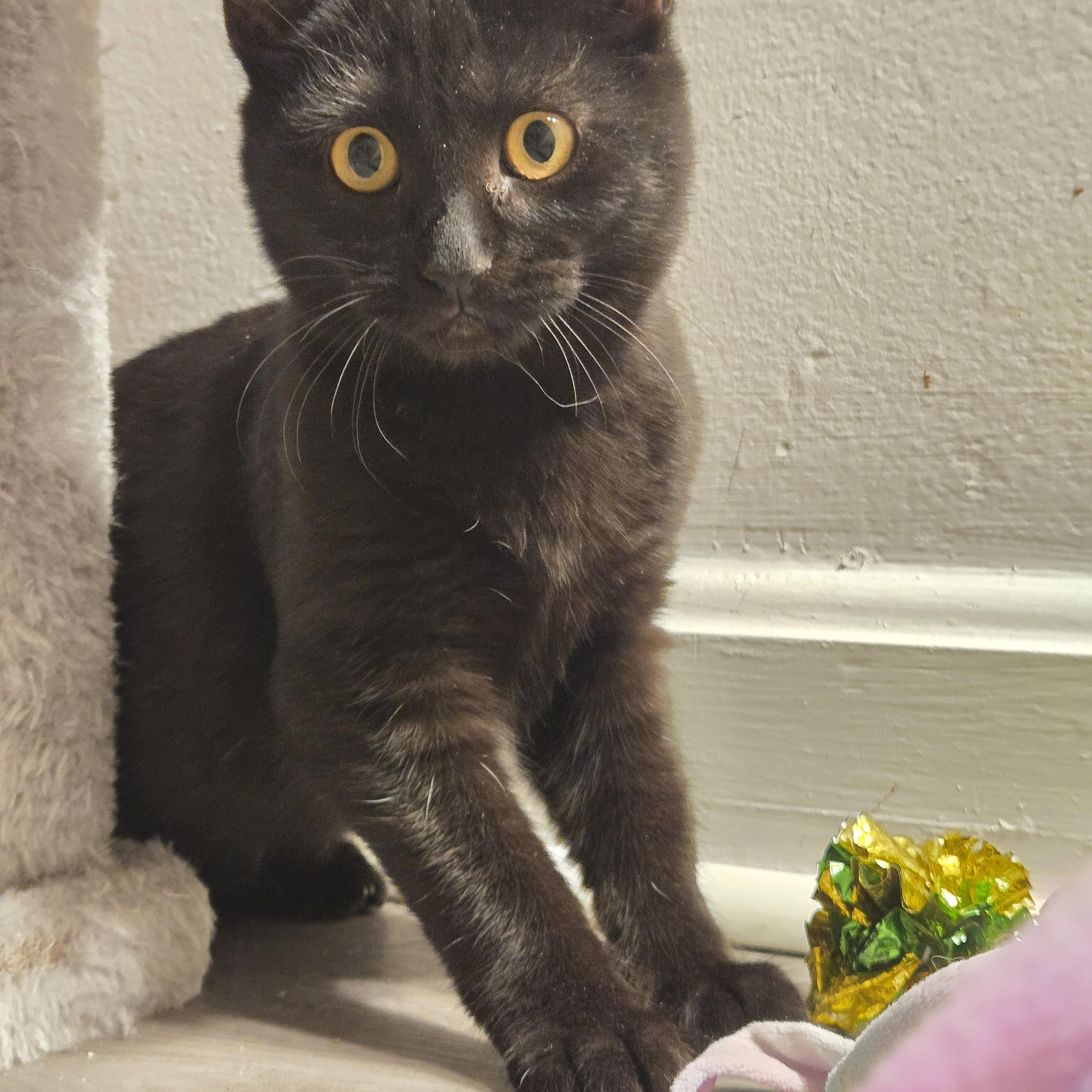 Serrano, ADOPTABLE, Kitten Female Domestic Short Hair & Bombay.