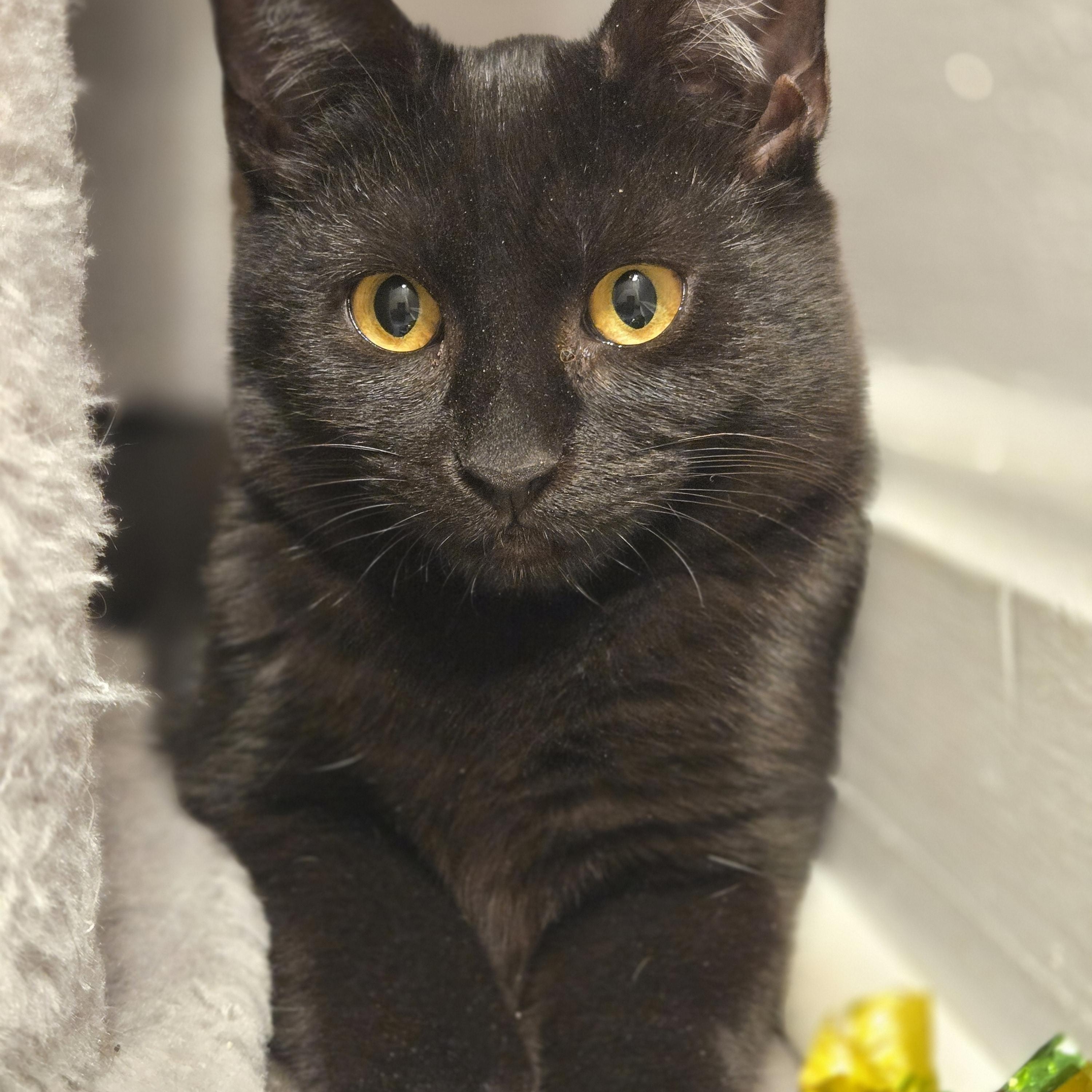 Enlarge Serrano, a ADOPTABLE mixed breed in Hyattsville, MD image 2/6