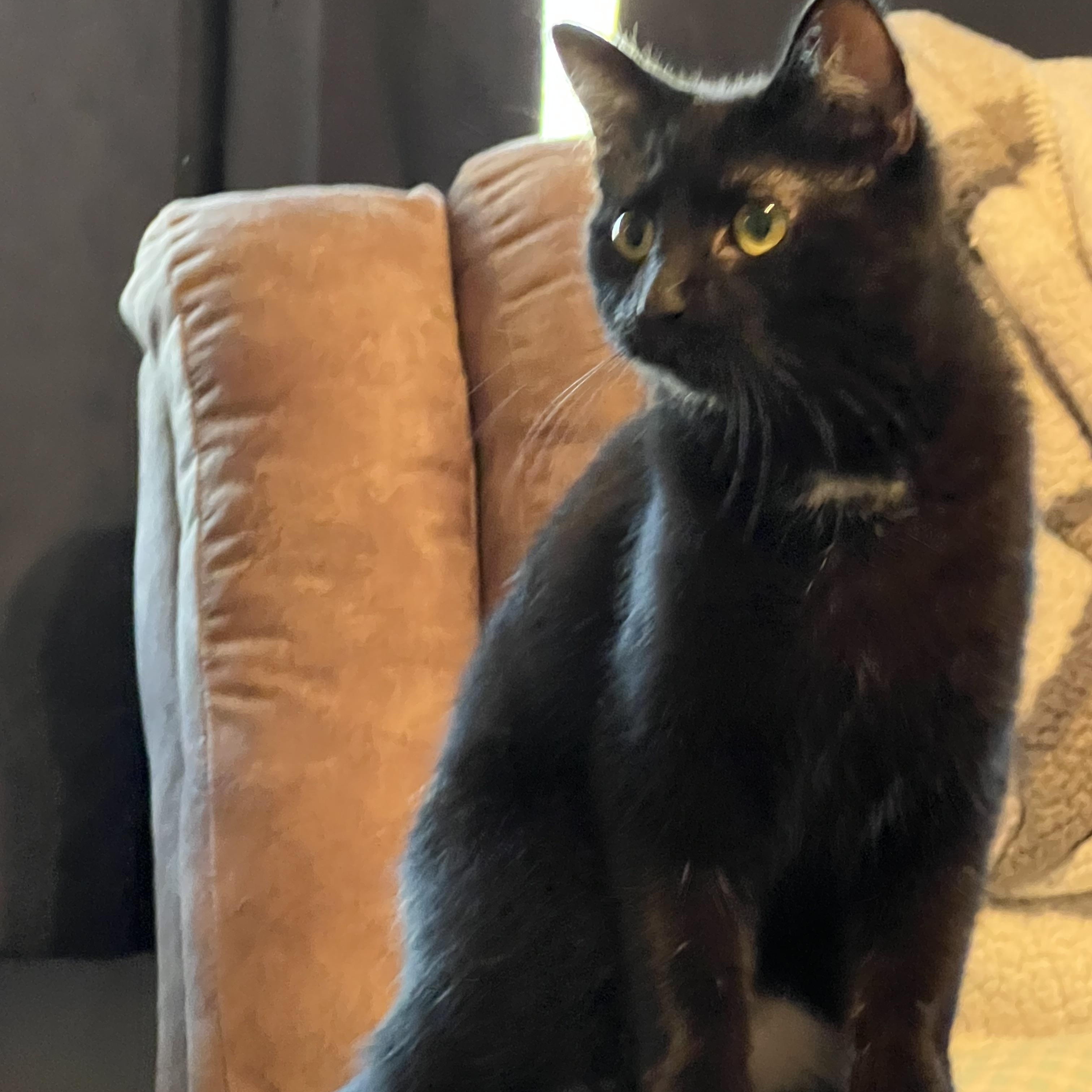 Jazzy, a ADOPTABLE Domestic Short Hair in Campbellsville, KY image 2/4