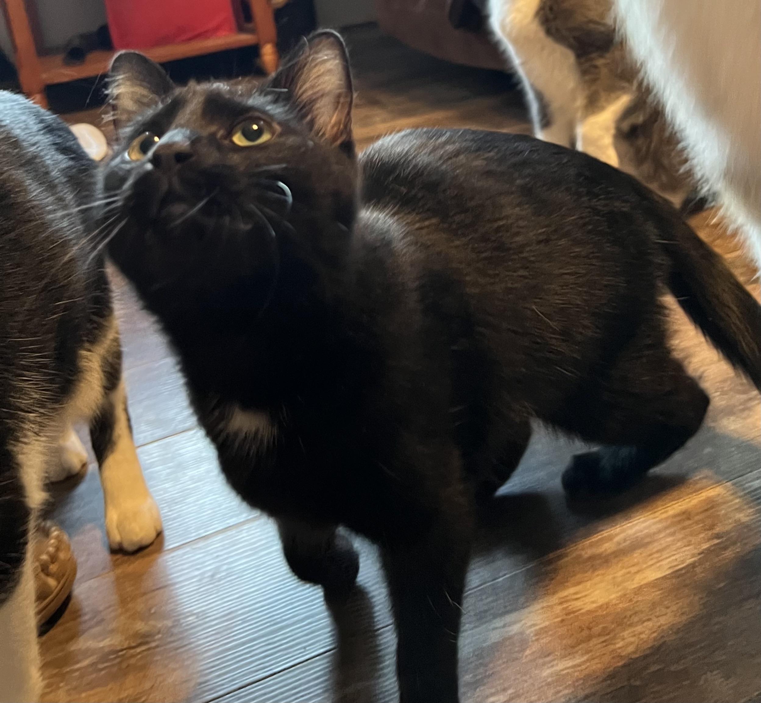 Jazzy, a ADOPTABLE Domestic Short Hair in Campbellsville, KY image 4/4