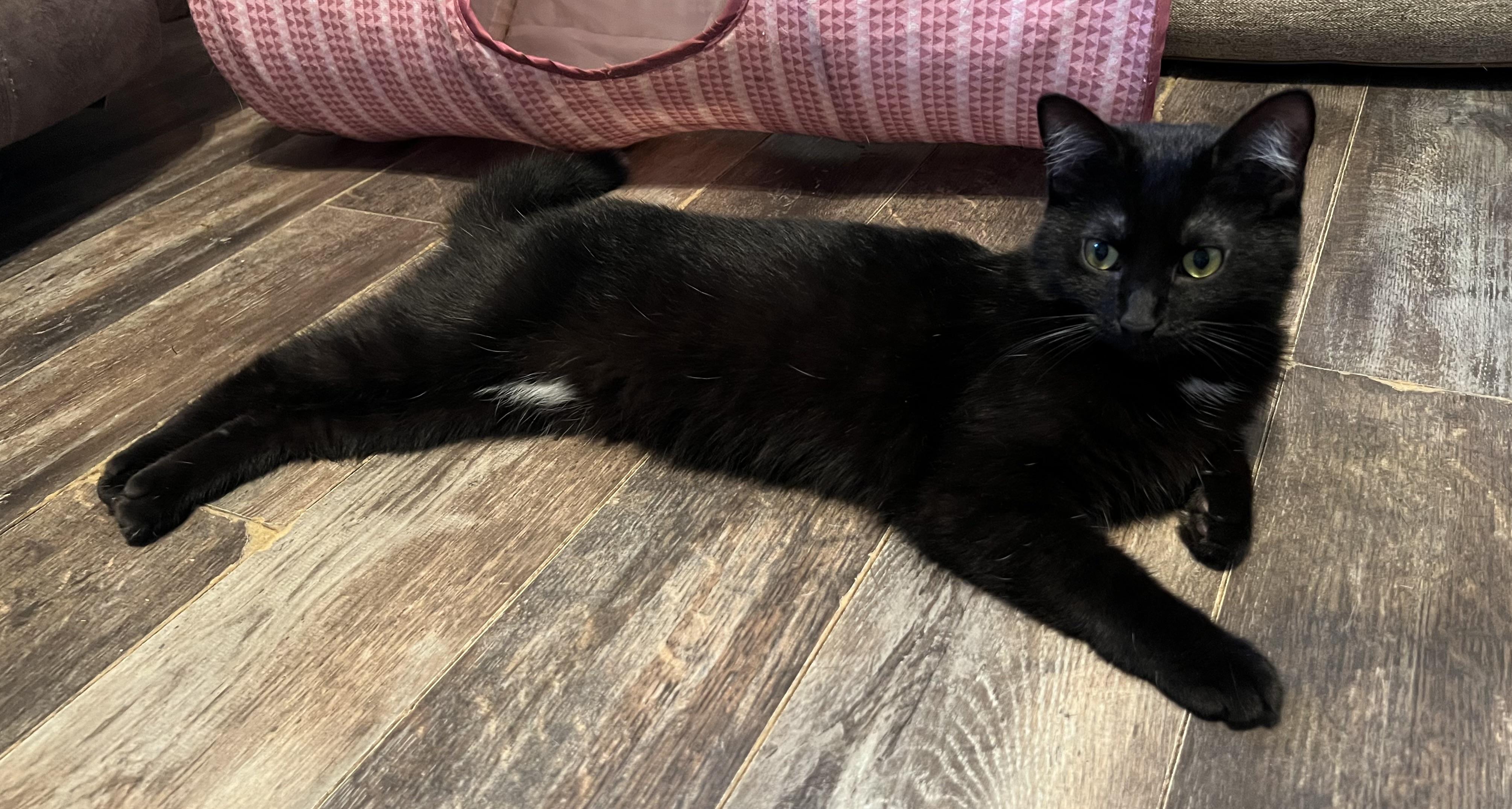 Jazzy, a ADOPTABLE Domestic Short Hair in Campbellsville, KY image 3/4