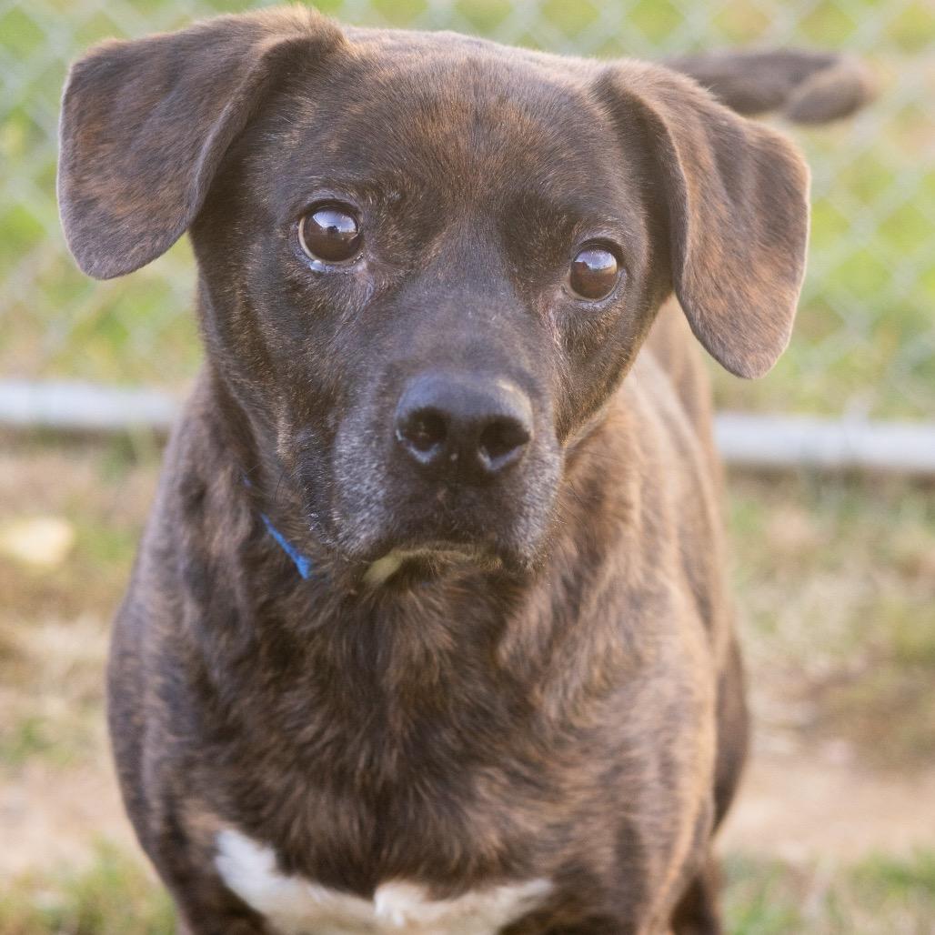 Enlarge Roscoe, a Adoptable Mixed Breed in Newark, DE image 1/6