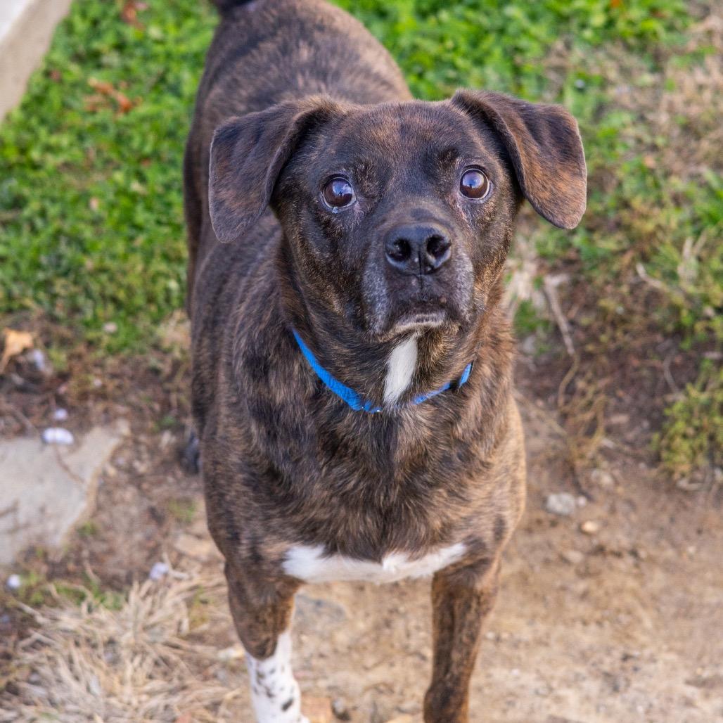 Enlarge Roscoe, a Adoptable Mixed Breed in Newark, DE image 2/6