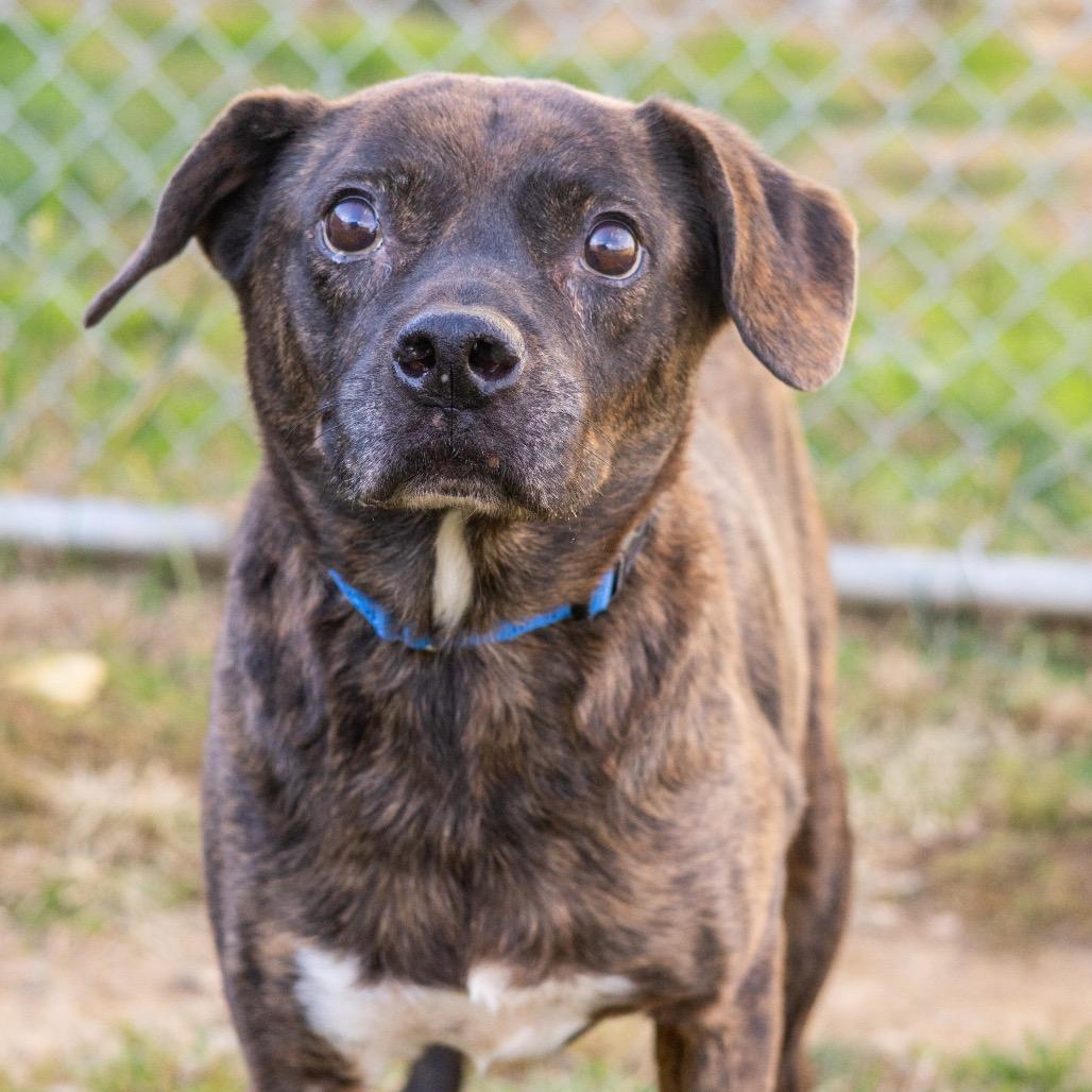 Enlarge Roscoe, a Adoptable Mixed Breed in Newark, DE image 3/6