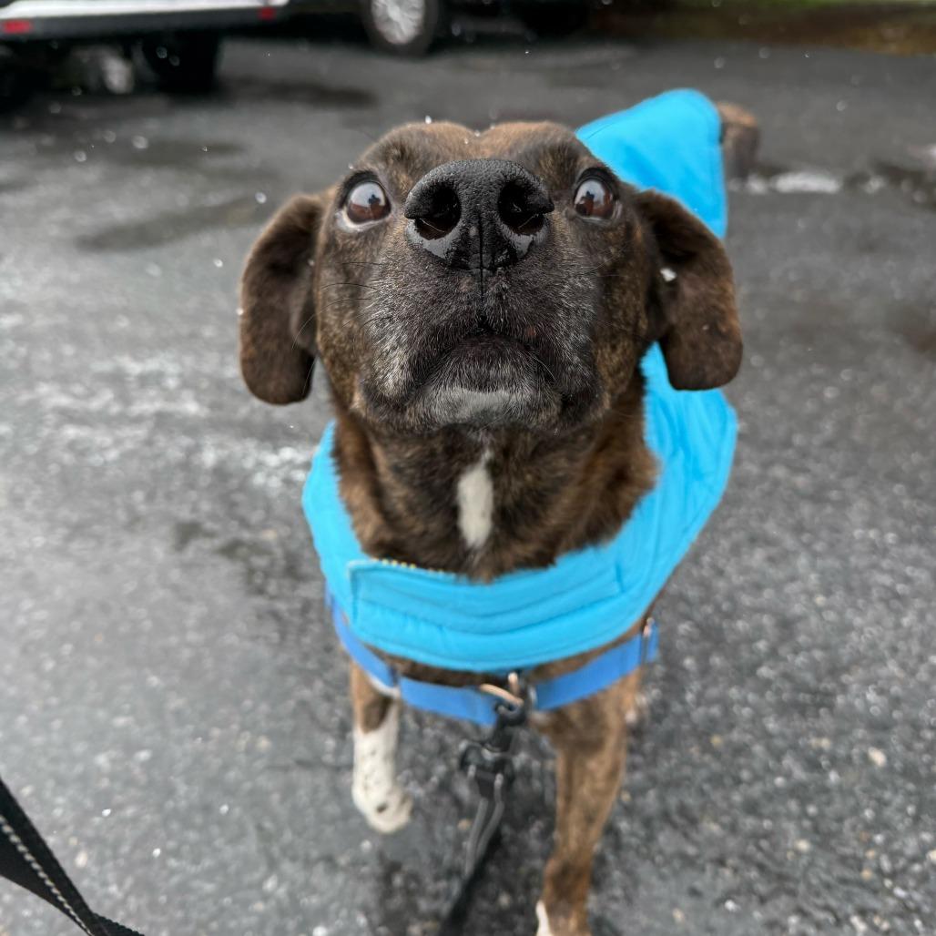 Enlarge Roscoe, a Adoptable Mixed Breed in Newark, DE image 4/6