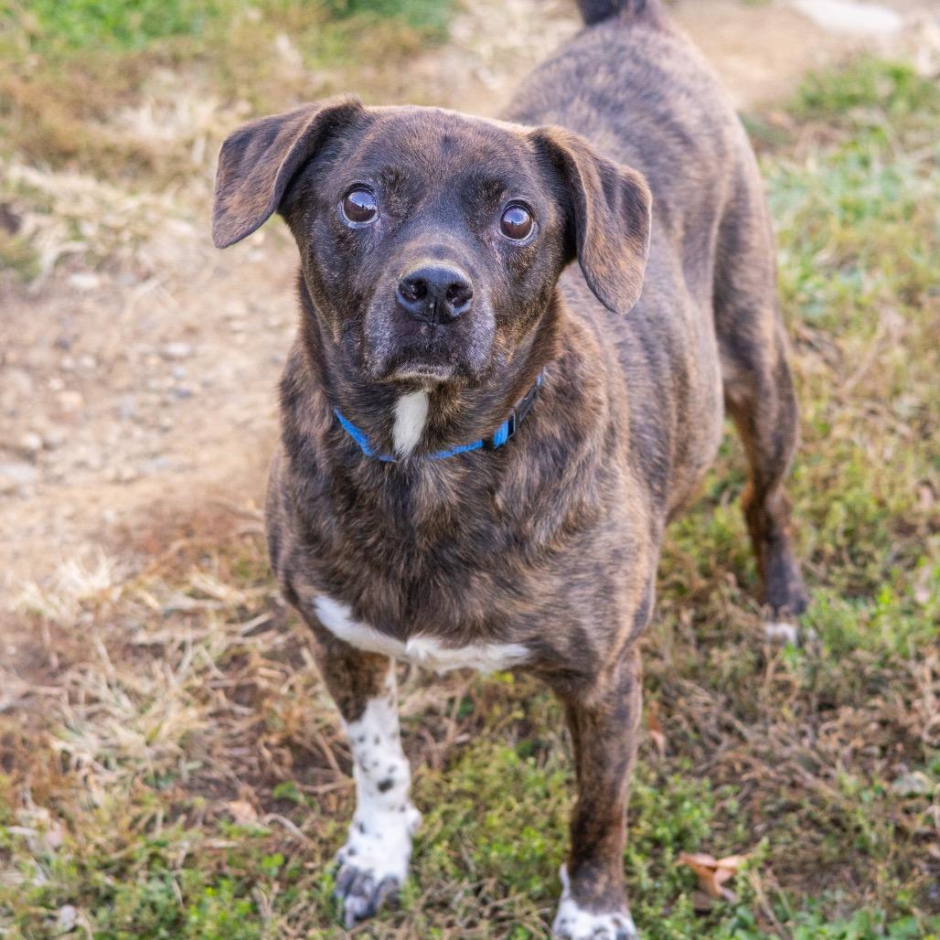 Enlarge Roscoe, a Adoptable Mixed Breed in Newark, DE image 6/6