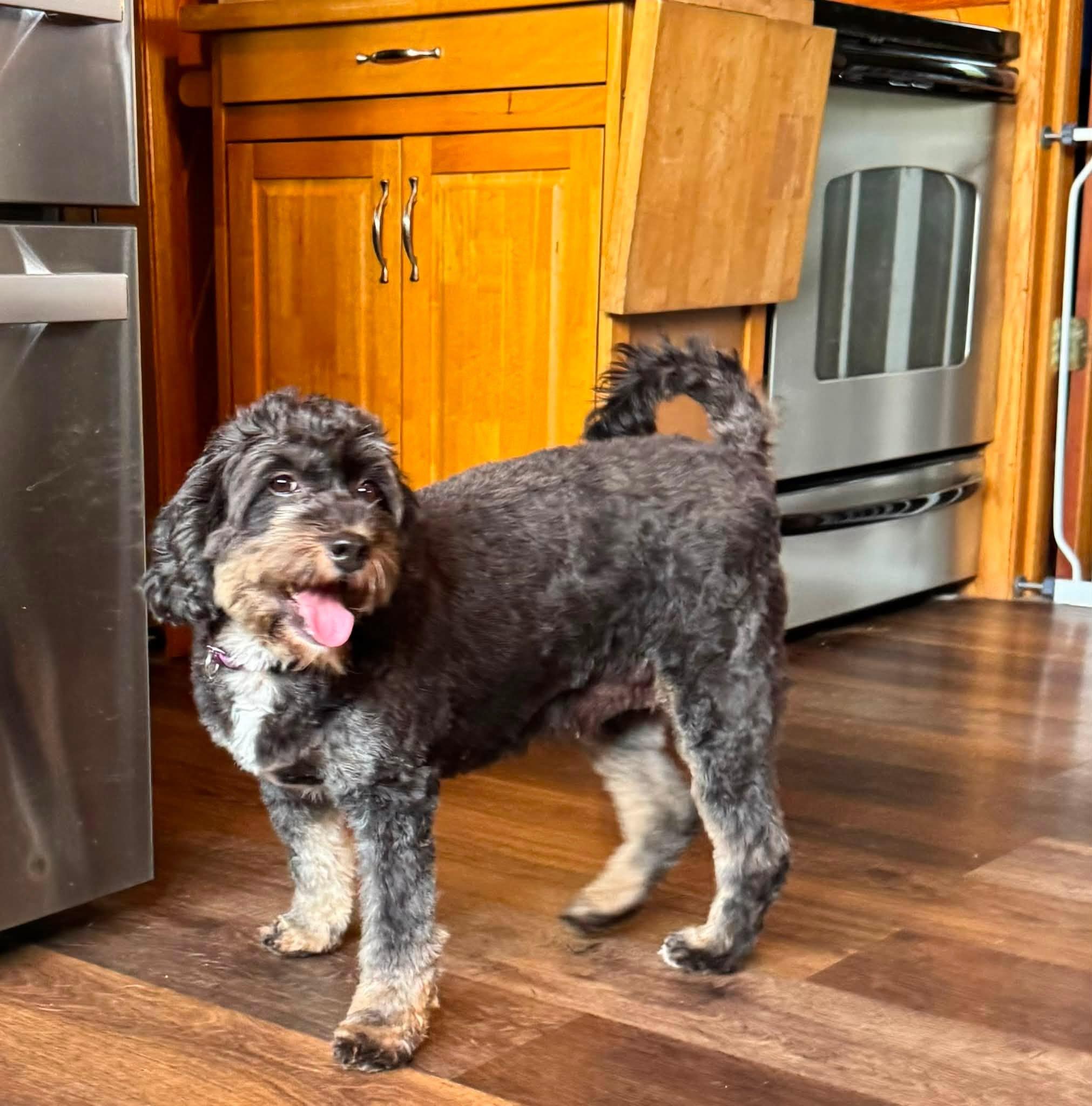 Abby, an adopted Bernadoodle in Decorah, IA image 2/5