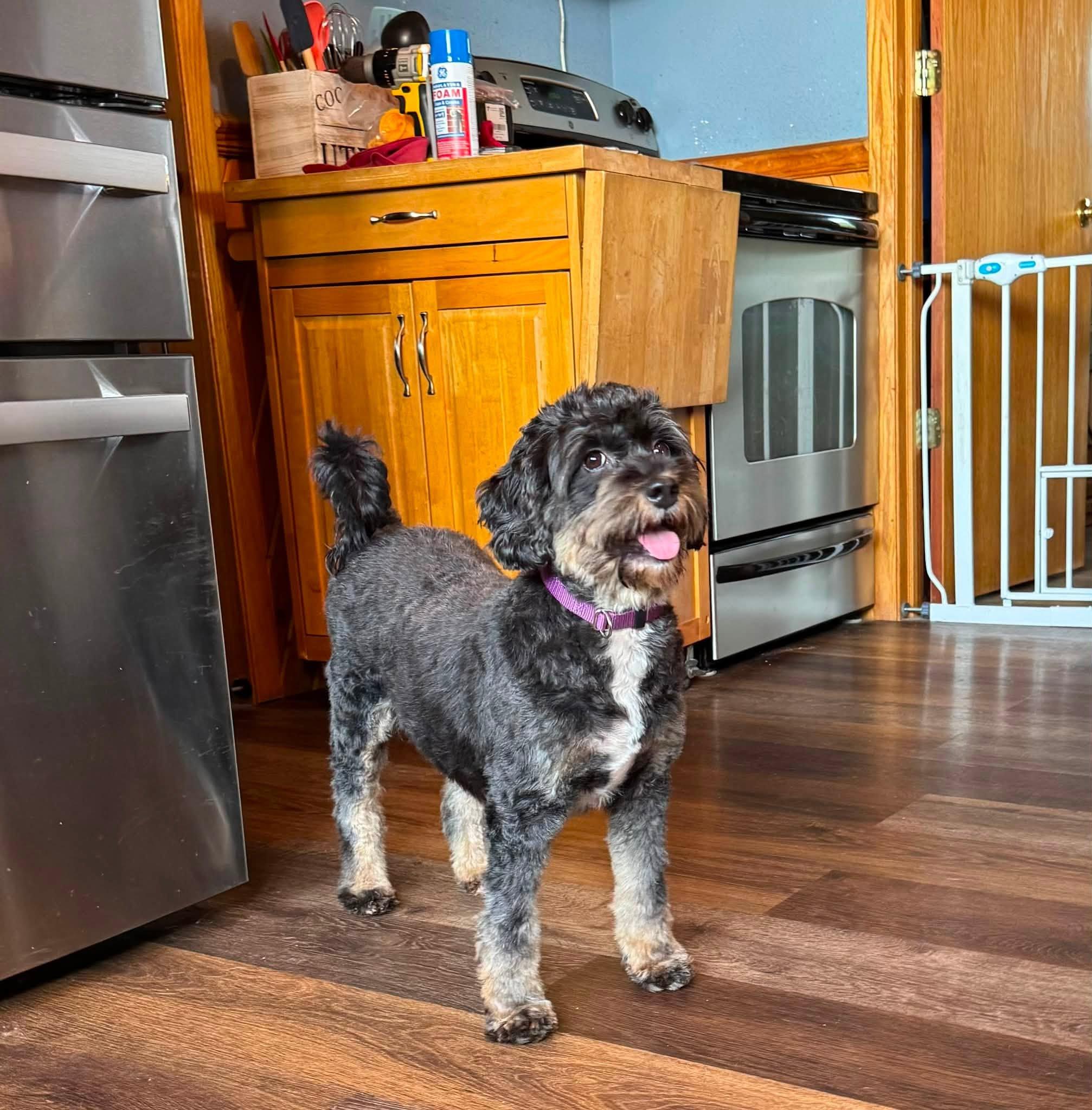 Abby, an adopted Bernadoodle in Decorah, IA image 3/5