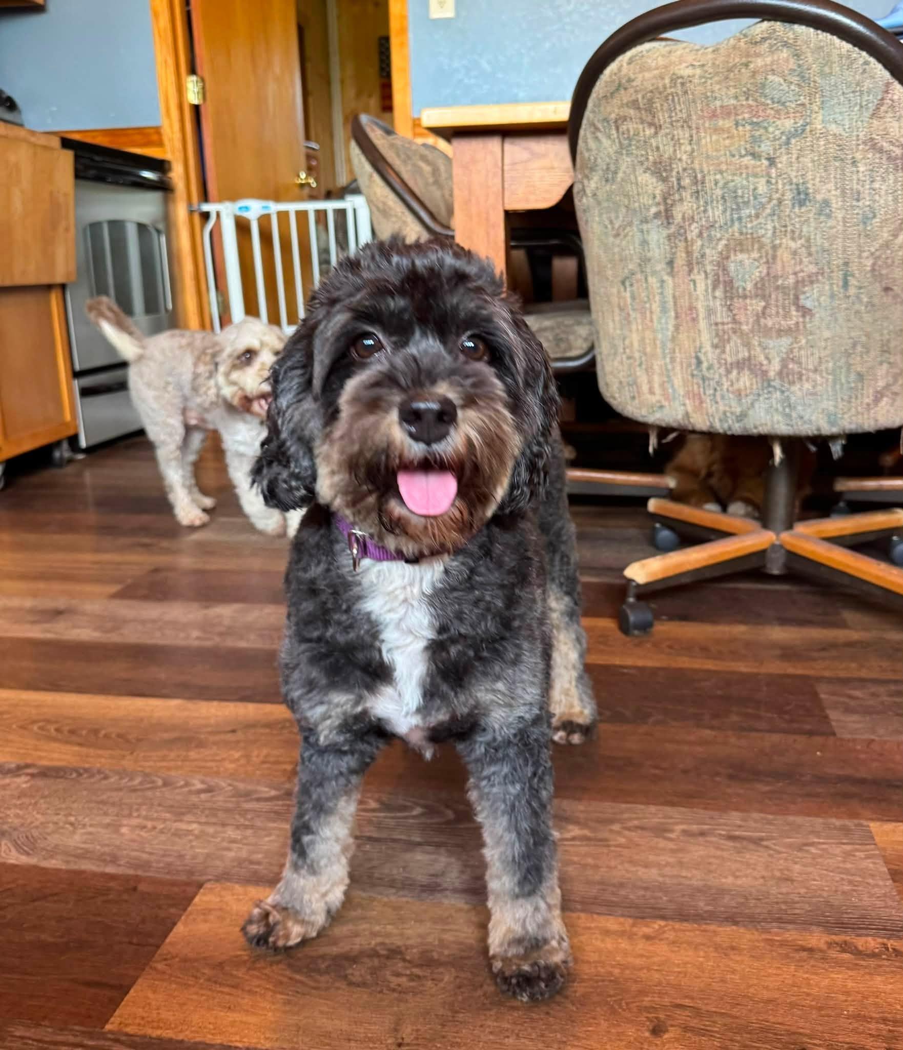 Abby, an adopted Bernadoodle in Decorah, IA image 1/5