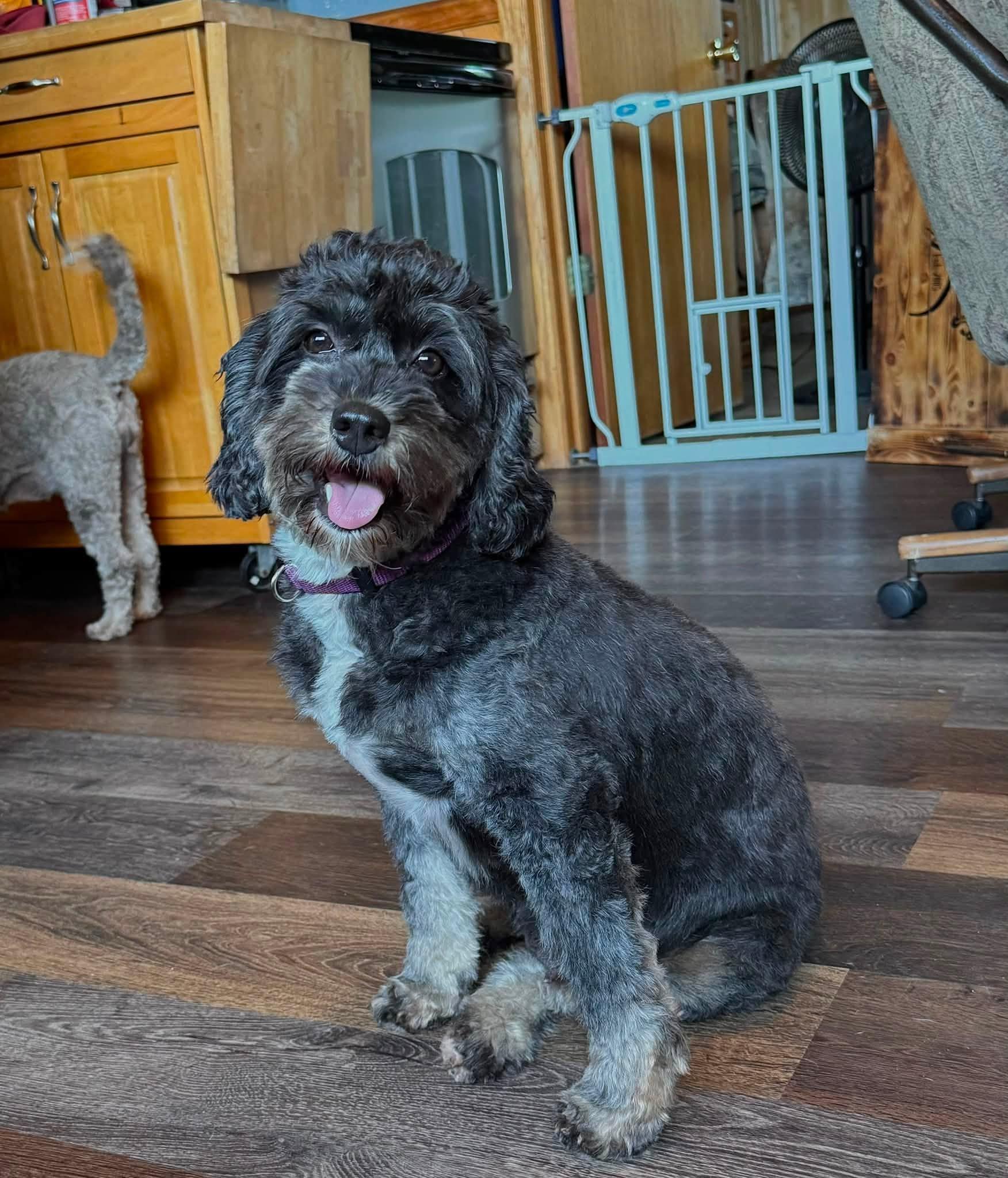 Abby, an adopted Bernadoodle in Decorah, IA image 4/5