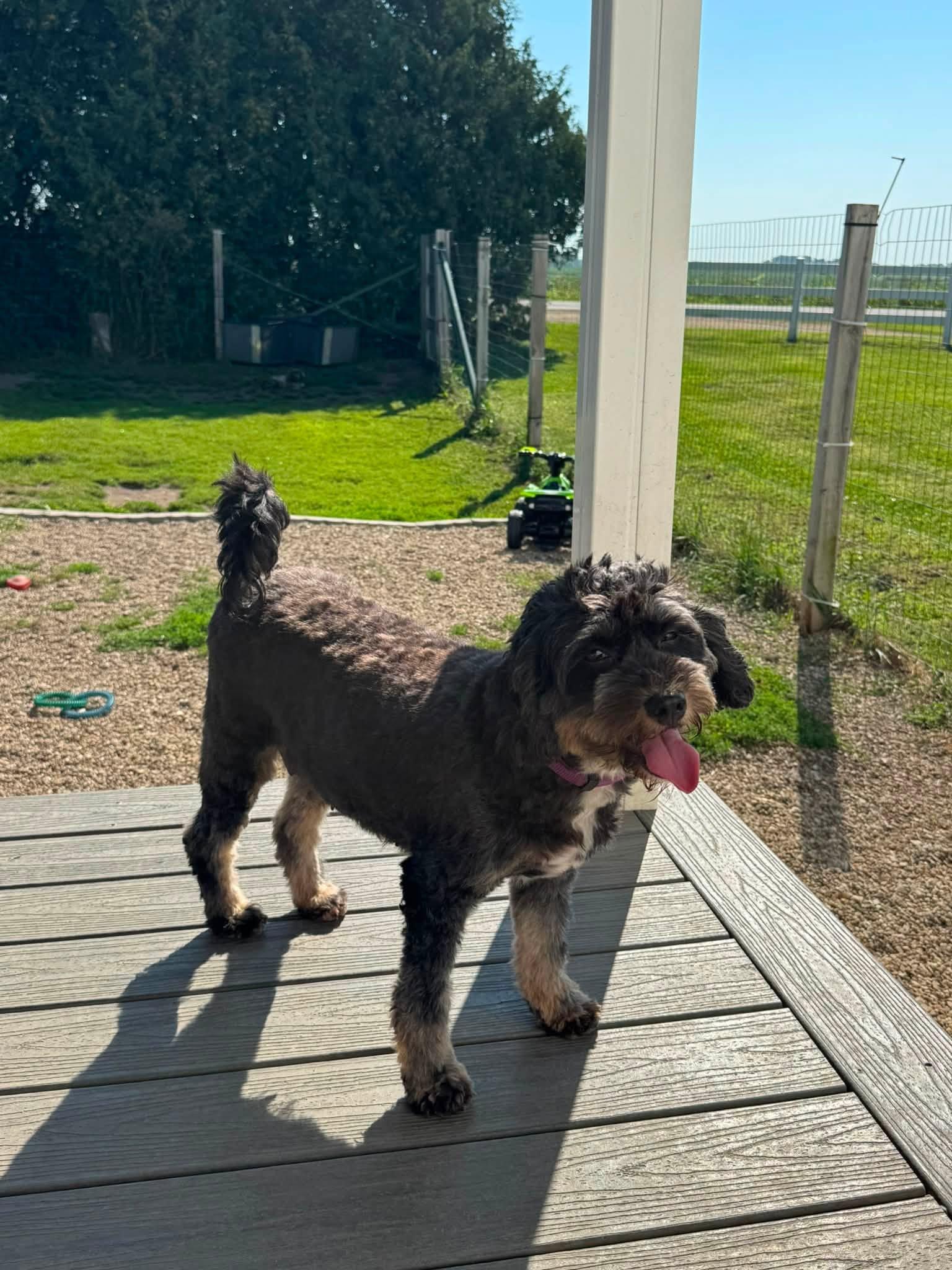 Abby, an adopted Bernadoodle in Decorah, IA image 5/5