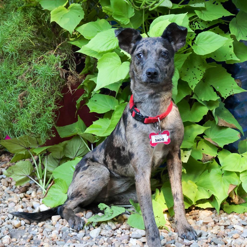 Sadie photo